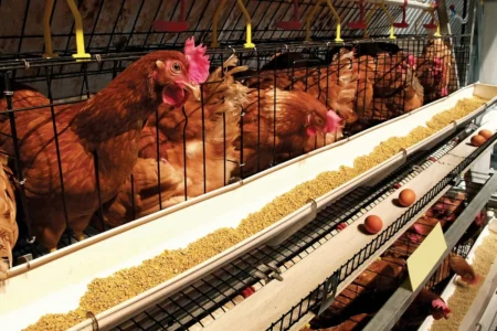 Over 5,000 Birds Killed as FCDA Allegedly Destroys Multimillion-Naira Poultry Farm