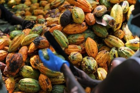 Cocoa firms pour money into Ghana in bid to avert more losses