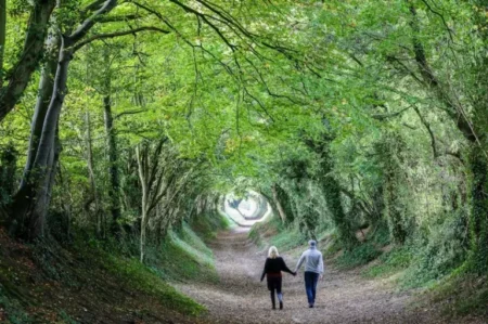 London village beautified by ‘tree tunnel’ that looks almost unreal