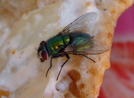 Flies on food: hidden danger to your health Fly on food