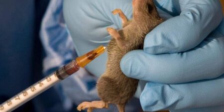 Lassa fever: 127 death record in Nigeria, Taraba, Ondo takes lead Lassa fever