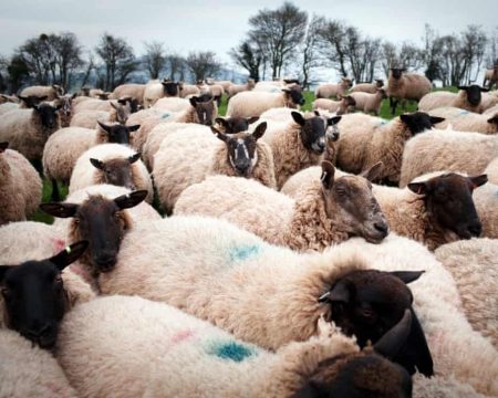 Sheep