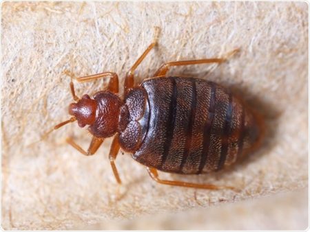Bedbug