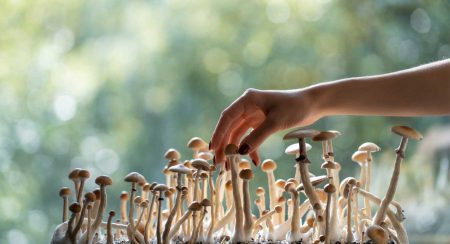 Image of a mushroom