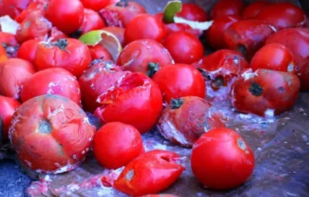 Tomato ebola