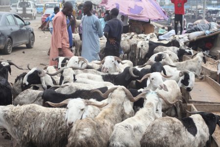 EID Cows SALES