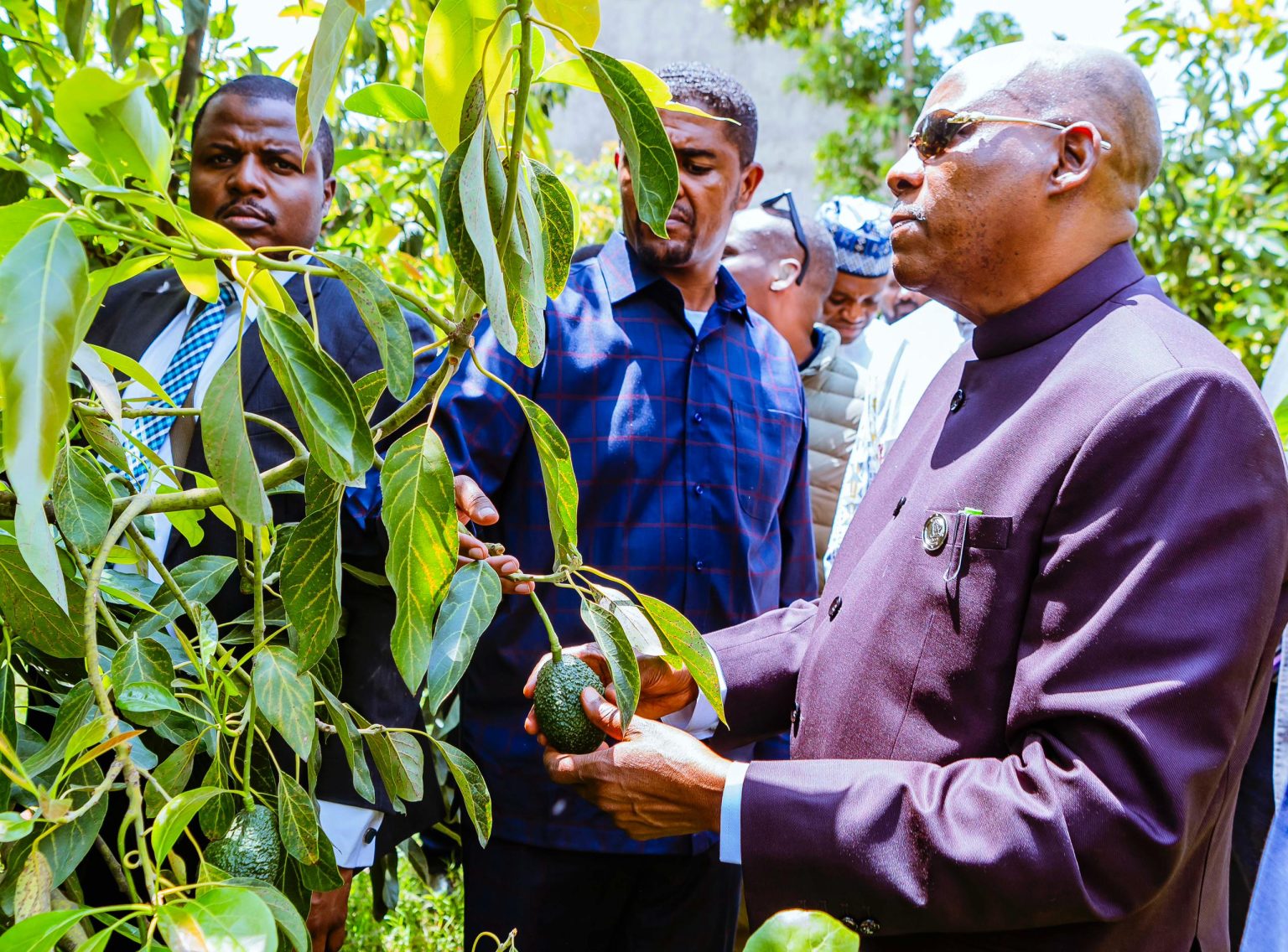 Nigeria to launch tree-planting campaign next season, says Shettima Shettima
