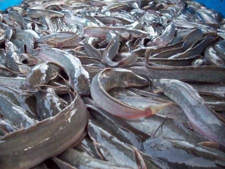 Fishes