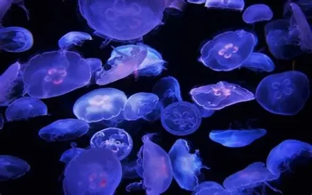 Jellyfish