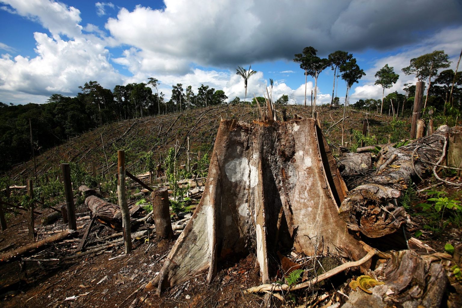 Deforestation linked to half a million deaths Deforestation