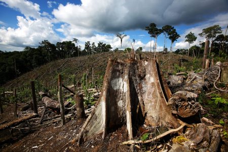 Deforestation linked to half a million deaths Deforestation
