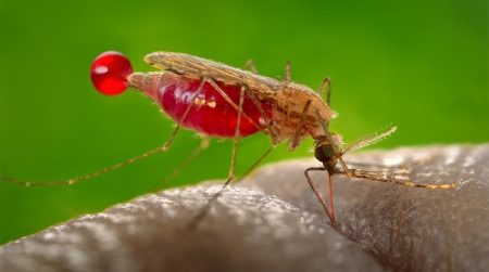 Global Fund pledges extra $500m to Nigeria’s malaria fight Nigeria’s battle against malaria has received a fresh boost, as the Global Fund confirmed an additional $500 million allocation for 2024-2026, complementing