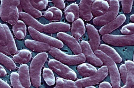 Louisiana faces deadly flesh-eating bacteria