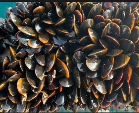 French customs block UK shellfish, escalating post-brexit tensions Shellfish