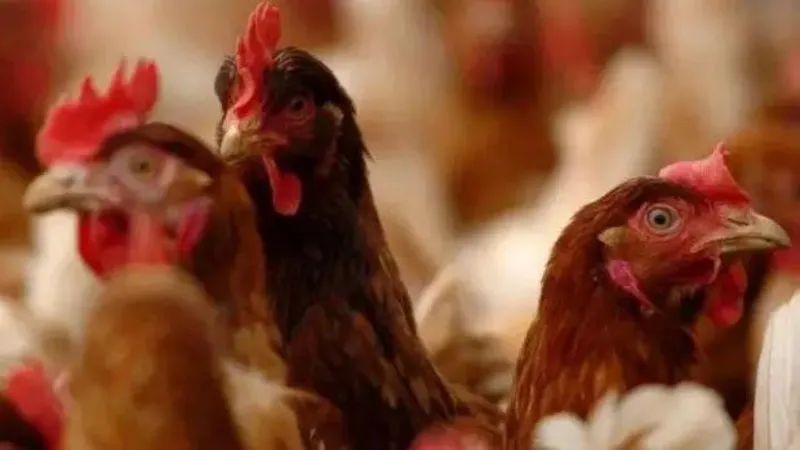Bird Flu outbreak in UK could be most infectious yet, expert warns Bird flu