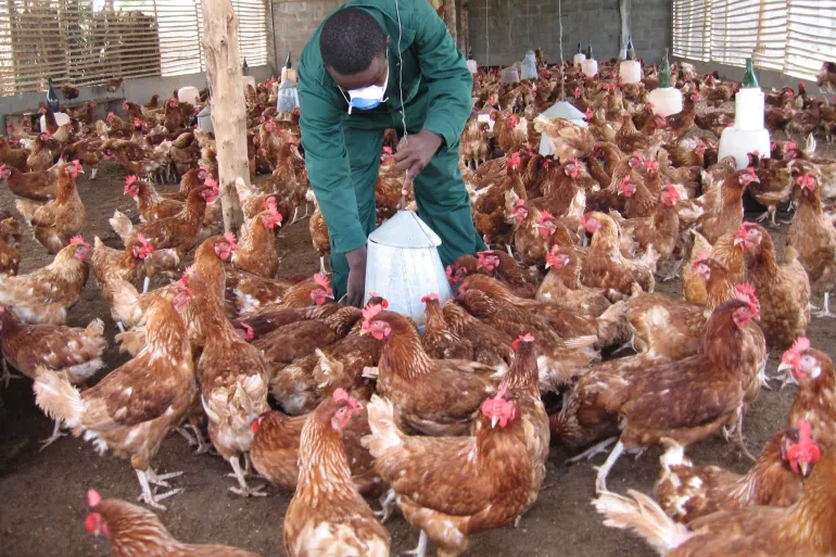 The Kaduna State Government has warned that avian influenza goes beyond an animal health challenge and poses a direct risk