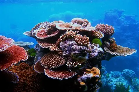Caribbean coral reefs face dramatic decline