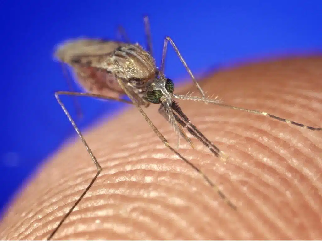 A British biotechnology company is preparing to roll out gene-edited mosquitoes in Djibouti City, marking a new phase in East Africa’s battle