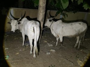 Oyo Police arrest four suspects, recover rustled cattle in Ado-Awaye Oyo Police arrested four suspects and recovered rustled cattle in Ado-Awaye, highlighting effective community-security collaboration.