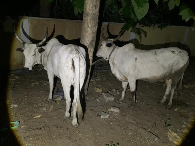 Oyo Police arrested four suspects and recovered rustled cattle in Ado-Awaye, highlighting effective community-security collaboration.